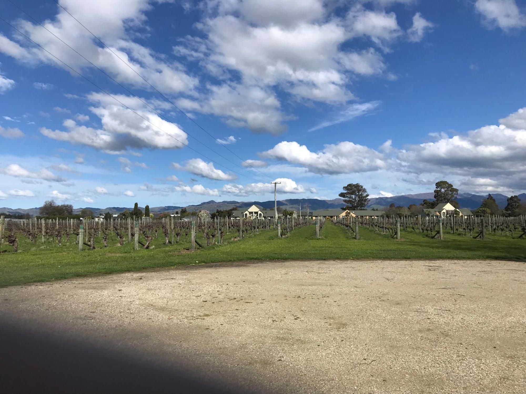 Vineyard Cottage In Blenheim On The Golden Mile Bagian luar foto